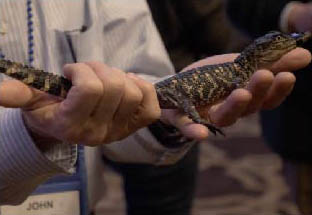 Person holding a small alligator